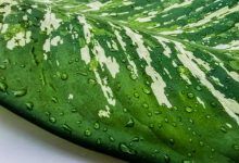 راهنمای نگهداری گیاه سم برگ