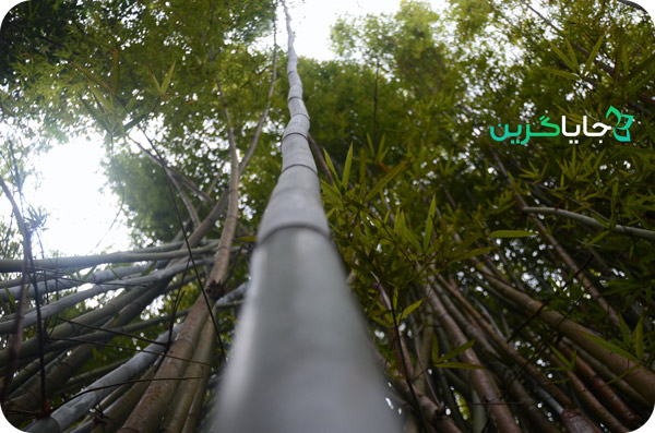 درخت بامبو